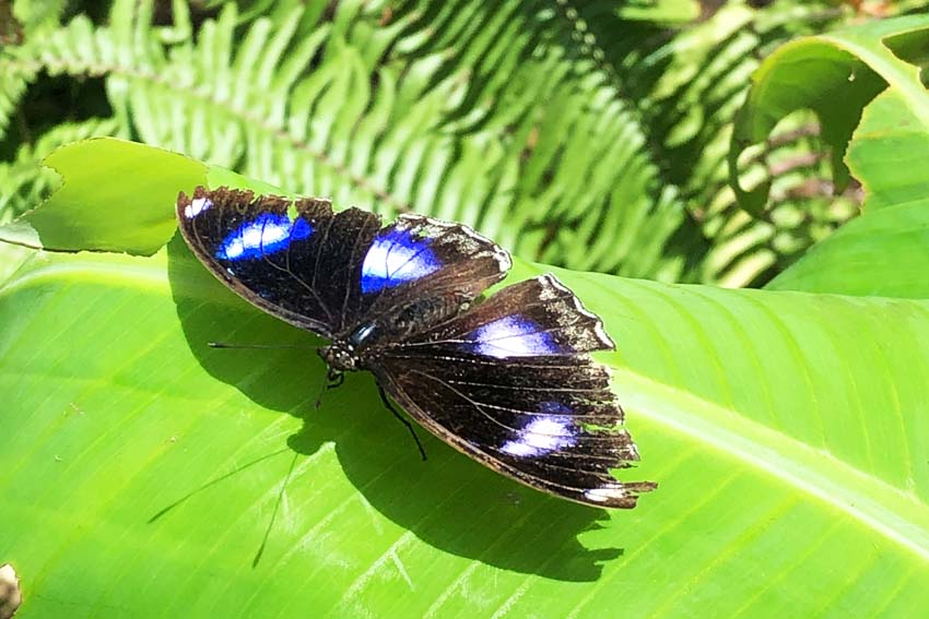 Casa Galpy Butterfly Farm Aruba - Secret life of butterflies