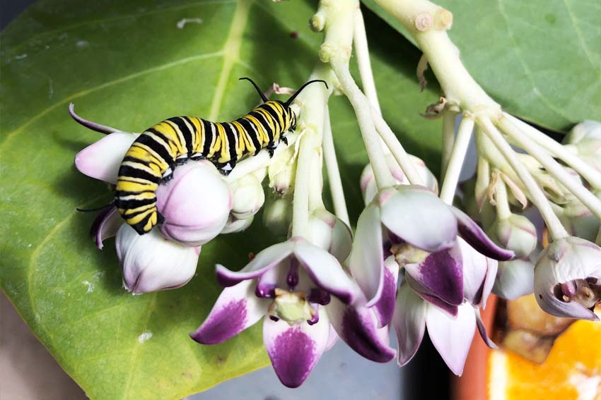 Casa Galpy Butterfly Farm Aruba - Secret life of butterflies