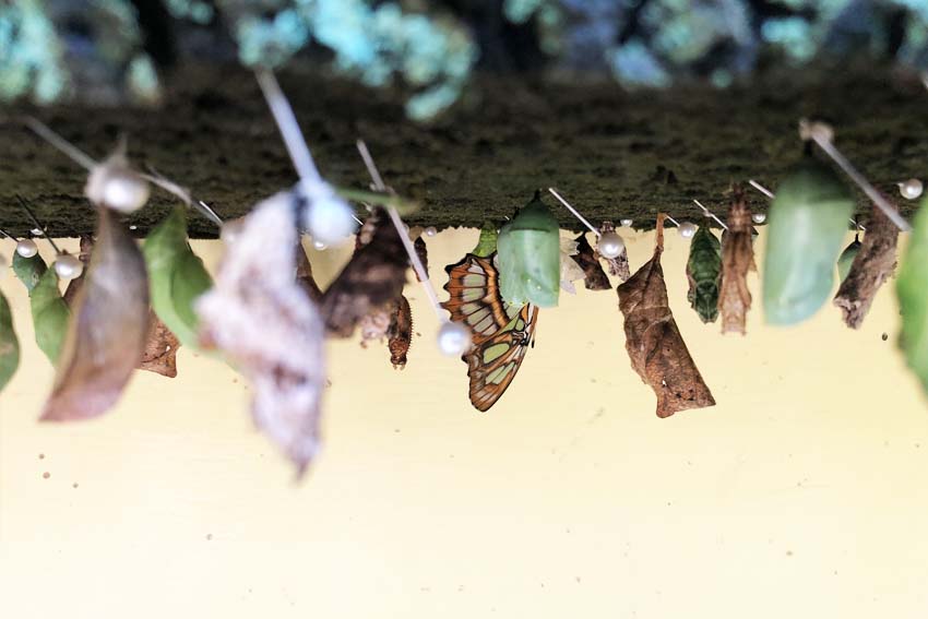 Casa Galpy Butterfly Farm Aruba - Secret life of butterflies